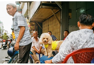 Dog shot on film on the street of Saigon