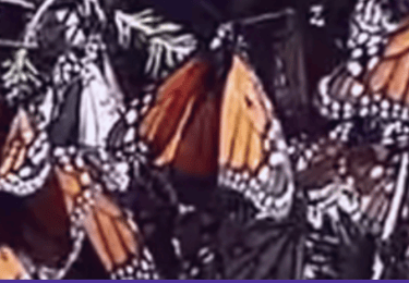 Monarch Butterflies in Mexico