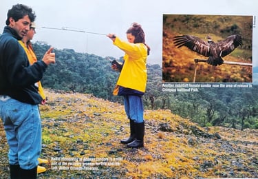 Orlando Feliciano monitoreando cóndor andino liberado, Guasca, Colombia, 1989