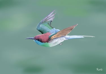 Blue Throated Bee Eater in Flight