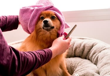 Taking Care of Your Dog, Grooming your Pet