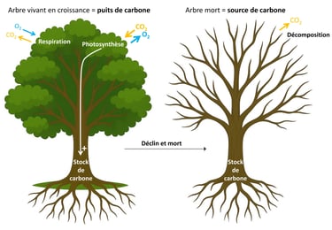Illustration du cycle du carbone à l'échelle de l'arbre