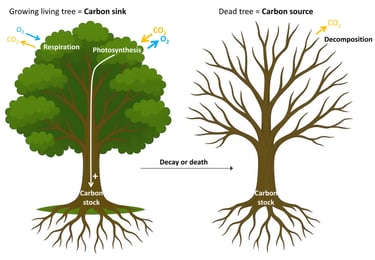 Illustration of the carbon cycle at the scale of a tree