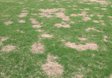 lawn fungus and disease control