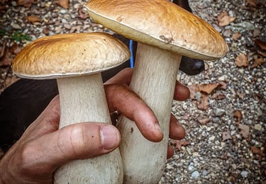porcini mushroom piemonte italy