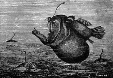 Ilustração do peixe-diabo-negro