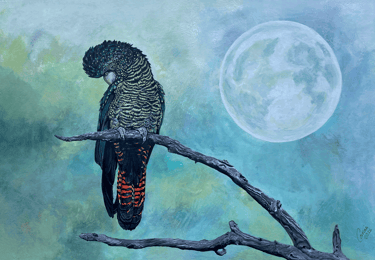 A female Red-tailed Black Cockatoo sits alone, stoic beneath the moon.   