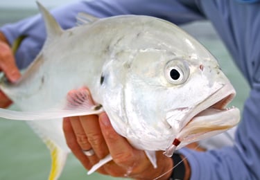 fresh catch while fishing Sarasota FL