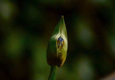 fotografia de flor en crecimiento