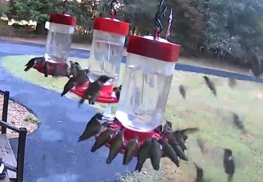 50 Hummingbirds