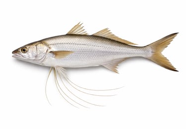 Fresh threadfin fish for export supply