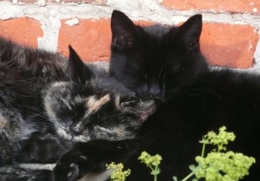 two cats are laying on a brick wall