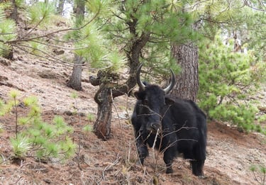 wild yak in the montain