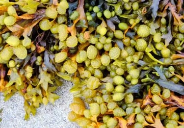 Ozem Patches Ingredient Fucus Vesiculosus (Bladderwrack)