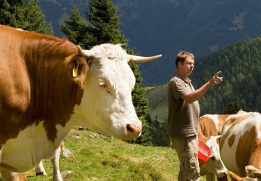 Exigence de masque pour les vaches ? Indignation renouvelée face aux projets climatiques de l'UE