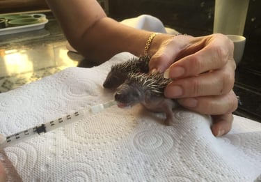 Hand-feeding a rescue baby hedgehog with a small syringe for wildlife rehabilitation and care.