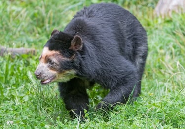 El oso de anteojos colombiano (oso andino),especie única de la fauna colombiana.