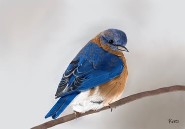 Eastern Blue bird perched on a branch