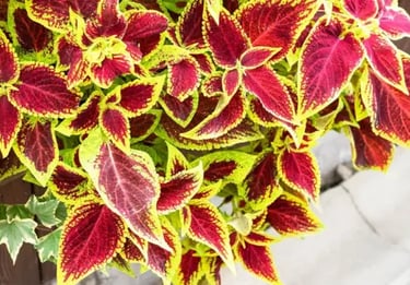 Nuvia Weight Loss Ingredient Coleus Forskohlii