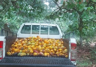 a mini truck with back full of cocoa fruit