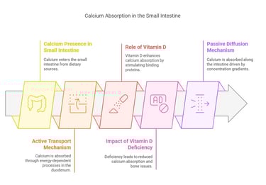 Calcium absorption