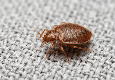 close up photo of a bed bug on carpet