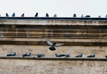 Pigeons posés sur le toit d'une église