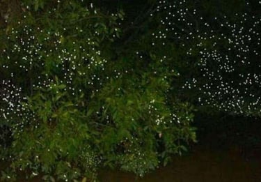 Firefly watching Puerto Princesa Palawan