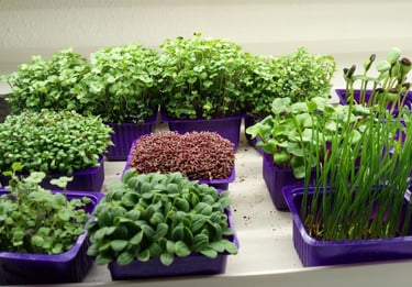 a picture of Early Greens microgreens nursery  produce