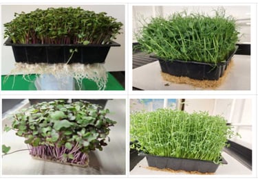 a picture of Early Greens microgreens nursery  produce