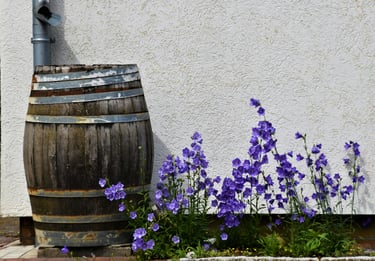Old barrel used to collect rainwater. Budget-friendly gardening