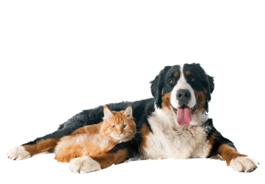 Ostéopathie pour chiens et chats