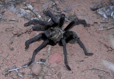 Crawling Along