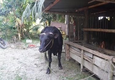 Sapi 11D - Abu Darda 1447H