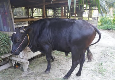 Sapi 11B - Abu Darda 1447H