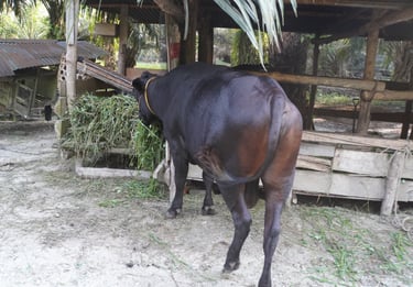 Sapi 11C - Abu Darda 1447H