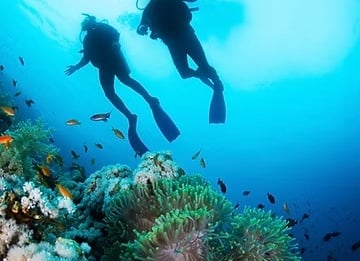 zwei Taucher im Wasser