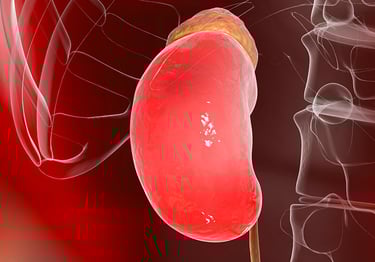 kidneys
