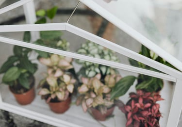 Fittonia plants in a terrarium
