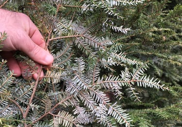 Elongate hemlock scale