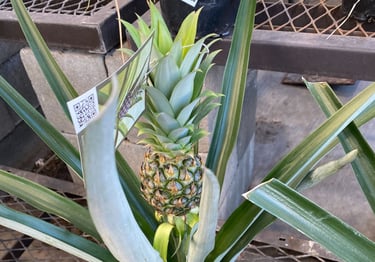 a pineapple planter with a pineapple on it