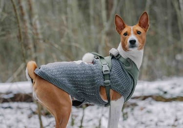 pets outdoor customized apparel