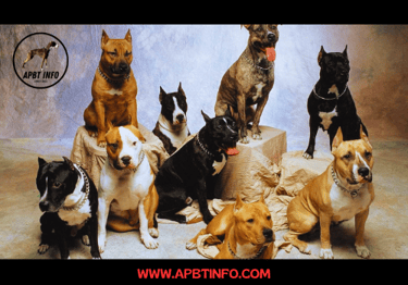 diferent type pit bull dogs apbt