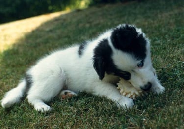 Chiot mignon dans l'herbe qui s'amuse