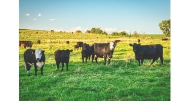 A herd of black and white beef cattle grazing in a lush green pasture on a sunny farm.