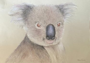 Koala drawn in coloured pencils