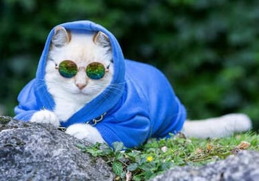 Un gato blanco que lleva una sudadera con capucha azul y gafas de sol redondas está sentado al aire 