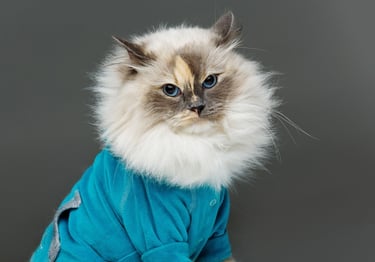 Gato Ragdoll de pelo largo y esponjoso, con ojos azules, que lleva un suéter azul para mascotas, sob