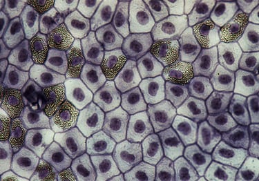 imagem de microscópio de células da pele