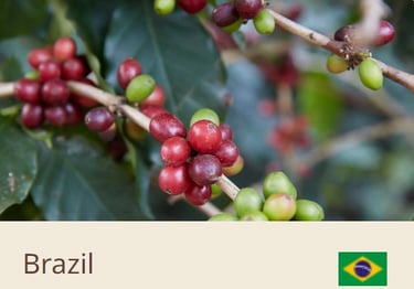 Green Coffee Beans From Brazil - Quality Beans imported to New Zealand